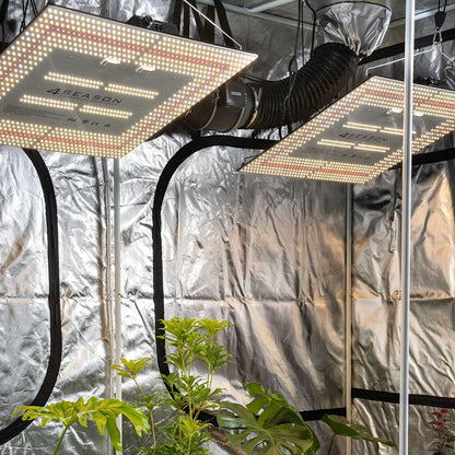 Grow Kit - Stage Three