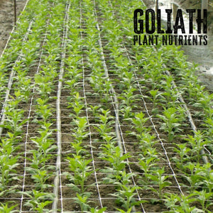 trellis netting