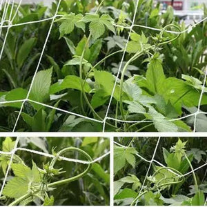 trellis netting