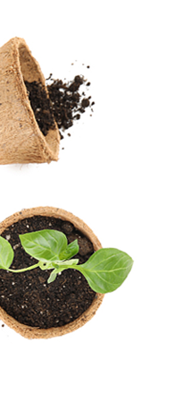 plants